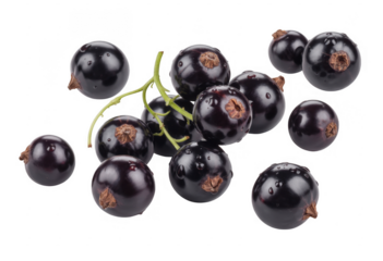 Blackcurrants with green stems isolated on a transparent background berries