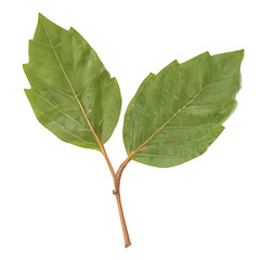 Fototapeta premium A pair of vibrant green leaves attached to a slender stem against a white background