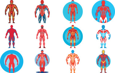 Human Anatomy Icon Set Featuring Heart, Liver, Kidney, Lungs, Intestine, Digestive System, Muscular System, Nervous System and Internal Organs &ndash; Flat Medical Vector Illustration for Healthcare, Educat
