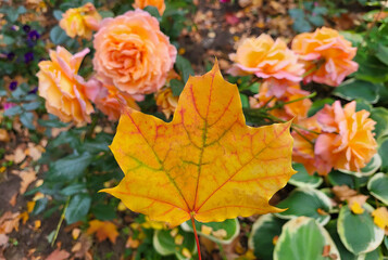 An orange maple leaf hangs over a bush of orange roses in a park on an autumn day