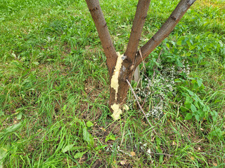 A broken branch of a small tree was filled with mounting foam, hoping that it would not die