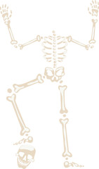 Human skeleton with bones falling apart on a white background