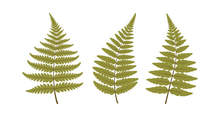 Obraz premium Three green fern fronds arranged in a row on a white background