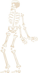 Human skeleton standing full body illustration white background