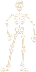 Human body skeleton smiling and standing cartoon illustration