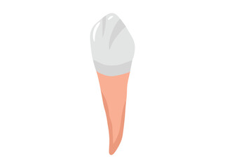 Human Tooth Labial Anatomy Illustration