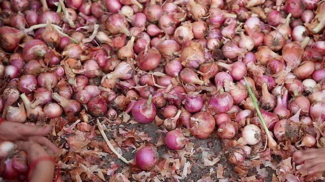 Fresh red onions spread on the ground during food preparation for a poor village wedding in Uttarakhand, India. The scene reflects poverty, traditional cooking, and rural mountain community life.