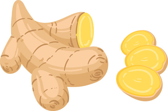 Ginger root and slices creating healthy food illustration