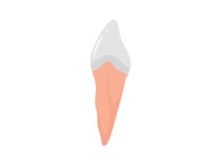 Human Tooth Distal Anatomy Illustration