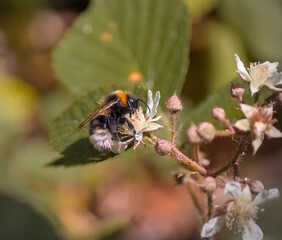 Fluffy bumblebee Bombus collecting nectar from a white wild blackberry flower in the garden © s1awek