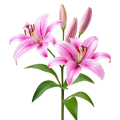 Fototapeta premium Pink Lily Blooms And Buds Isolated On Transparent Background Showing Detailed Floral Arrangement With Green Leaves