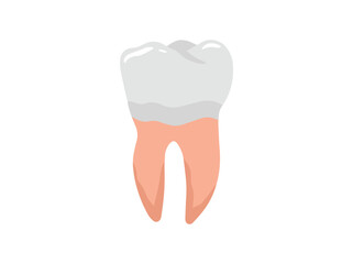 Human Tooth Buccal Anatomy Illustration