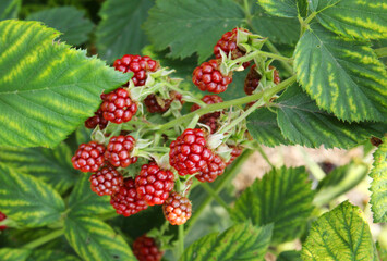 Fresh blackberry in the garden