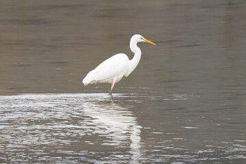 a white heron stands