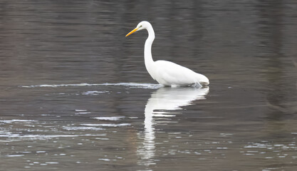 Obraz premium a white heron stands