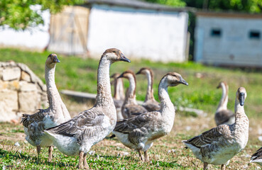 Fototapeta premium geese graze in a meadow