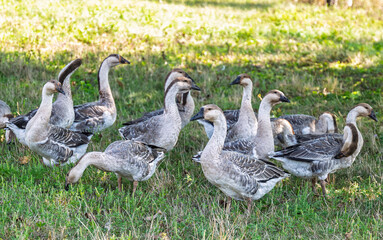 Obraz premium geese graze in a meadow