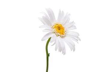 Fototapeta premium White chamomile isolated