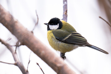 titmouse on a tree