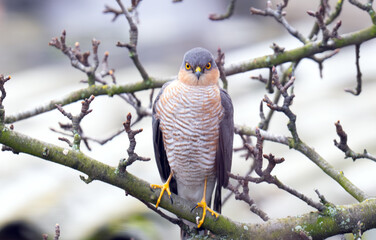A close-up of a sparrowhawk perched