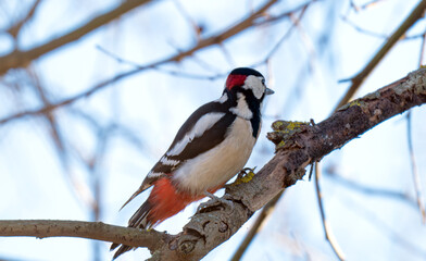 Fototapeta premium woodpecker on a tree