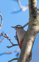 Fototapeta premium woodpecker on a tree