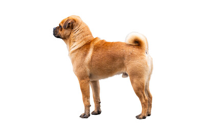 Portrait of a red dog isolated