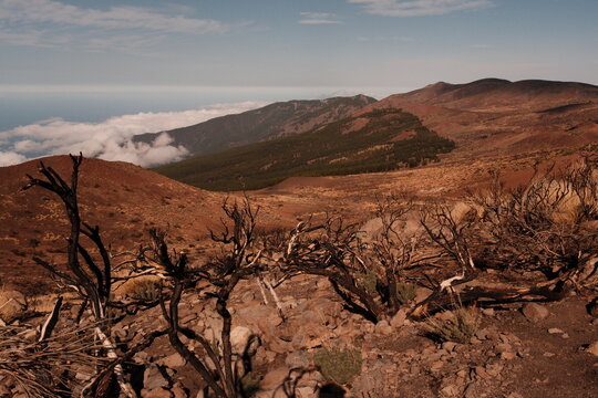 A vast, barren lunar landscape of the area near El Teide, Tenerife, with burnt trees and dry hills under a cloudy sky, depicting the aftermath of a wildfire in a mountainous region.
