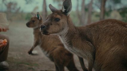 Wallabies interact in a lush environment, showcasing their natural behavior.