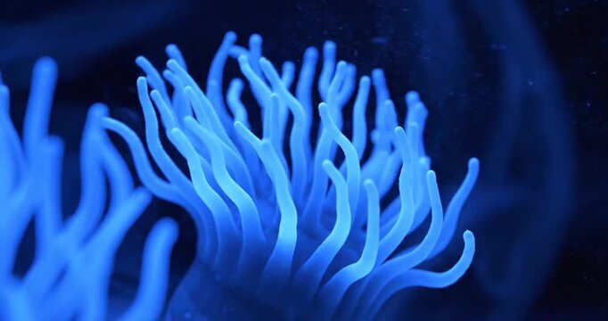 Close-up of a vibrant blue sea anemone with flowing tentacles in dark water.