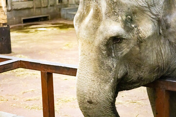 Portrait of an elephant at the zoo