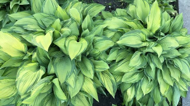 Bushes of cultivated hosta with variegated leaves, top view