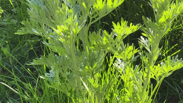 Stems of young white wormwood in sunny day, bottom view
