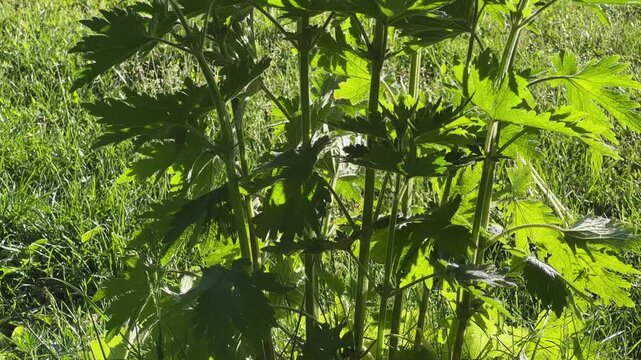 Young common motherwort on a meadow in sunny day backlit