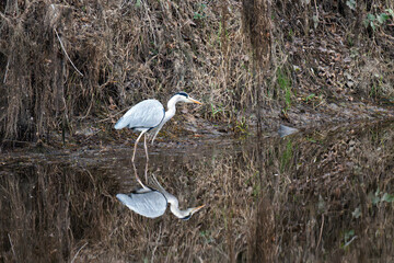 a grey heron stands