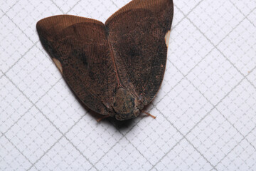 natural ricania insect macro photo	