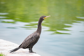 neotropic cormorant