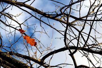 Against the sky are tree branches with remaining yellow leaves.	