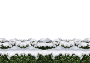 Snow covered bushes winter scene garden cutout design element