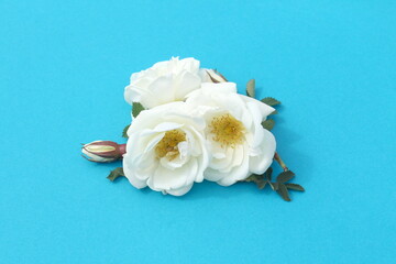 White buds of wild rose flowers lie on a blue background.	