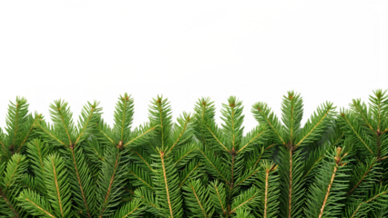 Green pine branches form a decorative border against a isolated on transparent background