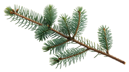 A pine branch with green needles grows in the isolated on transparent background