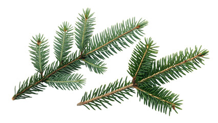 Two pine branches with green needles are arranged on a isolated on transparent background