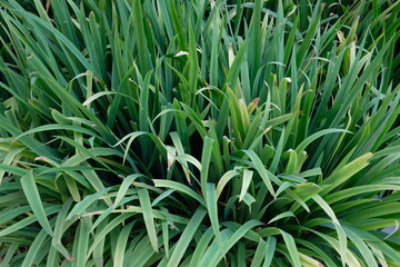 Obraz premium Lush green foliage of a dense ornamental grass plant in full sun