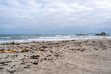 Sea lions resting on sandy beach at Seal Bay, Kangaroo Island, Australia