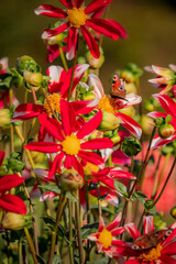 Red and white flowers attract butterflies in a vibrant, sunny garden
