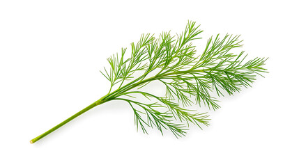 A hyper-realistic, high-resolution image of a fresh dill sprig against a white background showcases its delicate, feathery green leaves and slender stem.