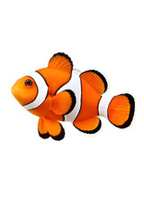 red fish isolated on white