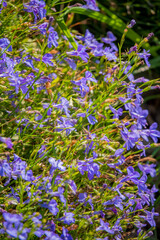 Obraz premium Bright purple blossoms thrive in the warm sunlight, offering a serene view of nature's artistry