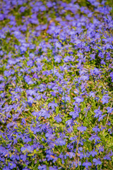 Obraz premium Endless blue blooms stretch across a sunlit field, inviting nature's beauty in springtime